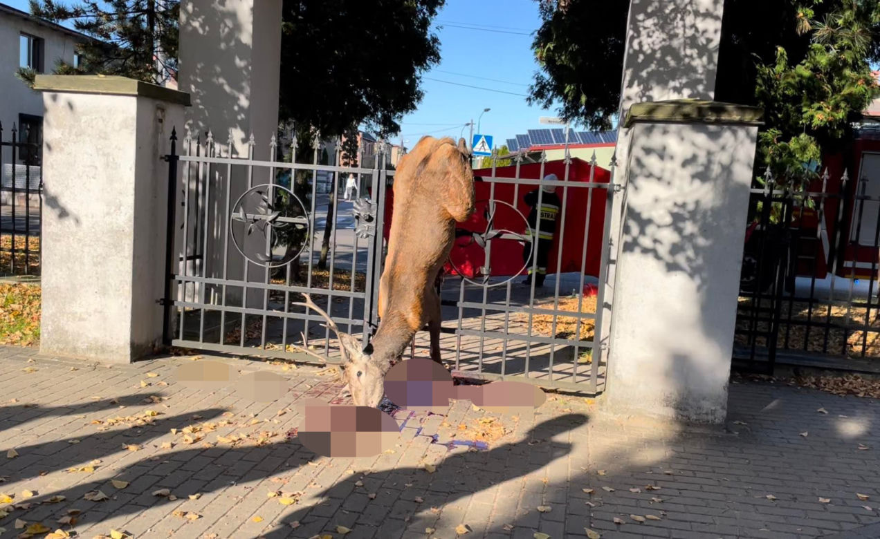Jeleń nabił się na ostre groty cmentarnej bramy. Rozerwały brzuch zwierzęcia