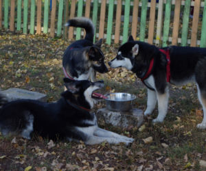 Husky opanowały Psi Park! [GALERIA]