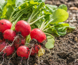 Kiedy siać rzodkiewkę do gruntu i jak ją uprawiać?