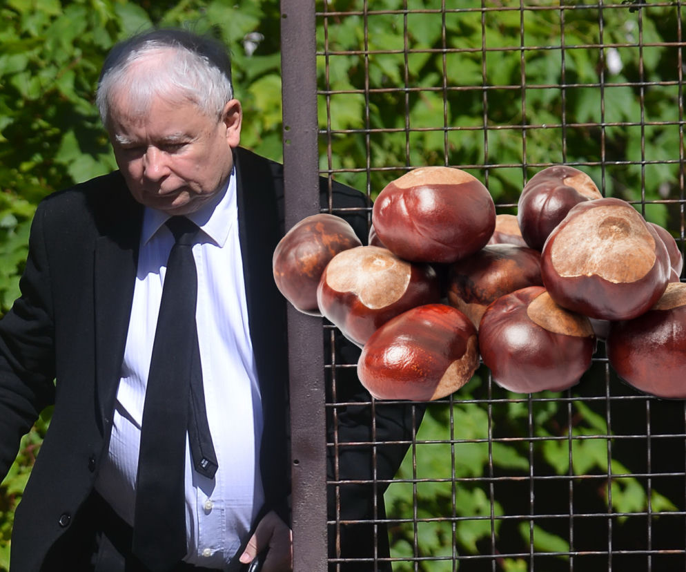 Prezes Kaczyński oczyszczał aurę kasztanami