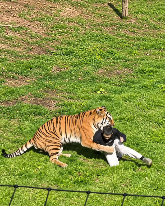 Tygrys zabił turystę w zoo! Takie były ostatnie słowa ofiary