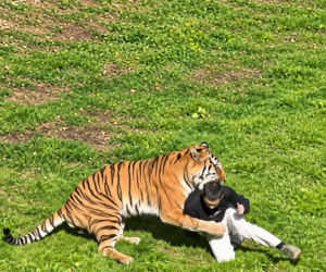 Tygrys zabił turystę w zoo! Takie były ostatnie słowa ofiary