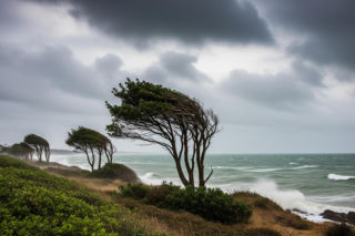 IMGW ostrzega przed silnym wiatrem. Czy mieszkańcy Pomorza są przygotowani na nadchodzącą wichurę?