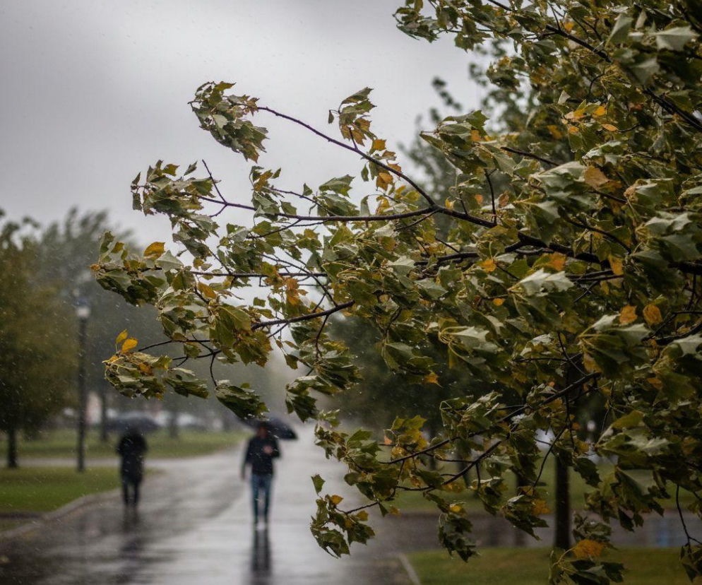 AI zdjęcie do artykułu