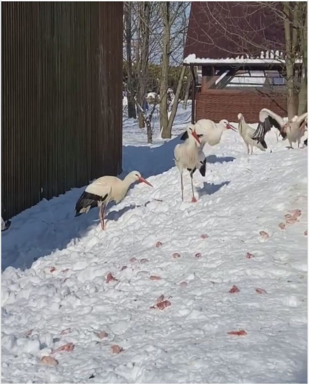 Bocian dostał w dziób od Pana Andrzeja