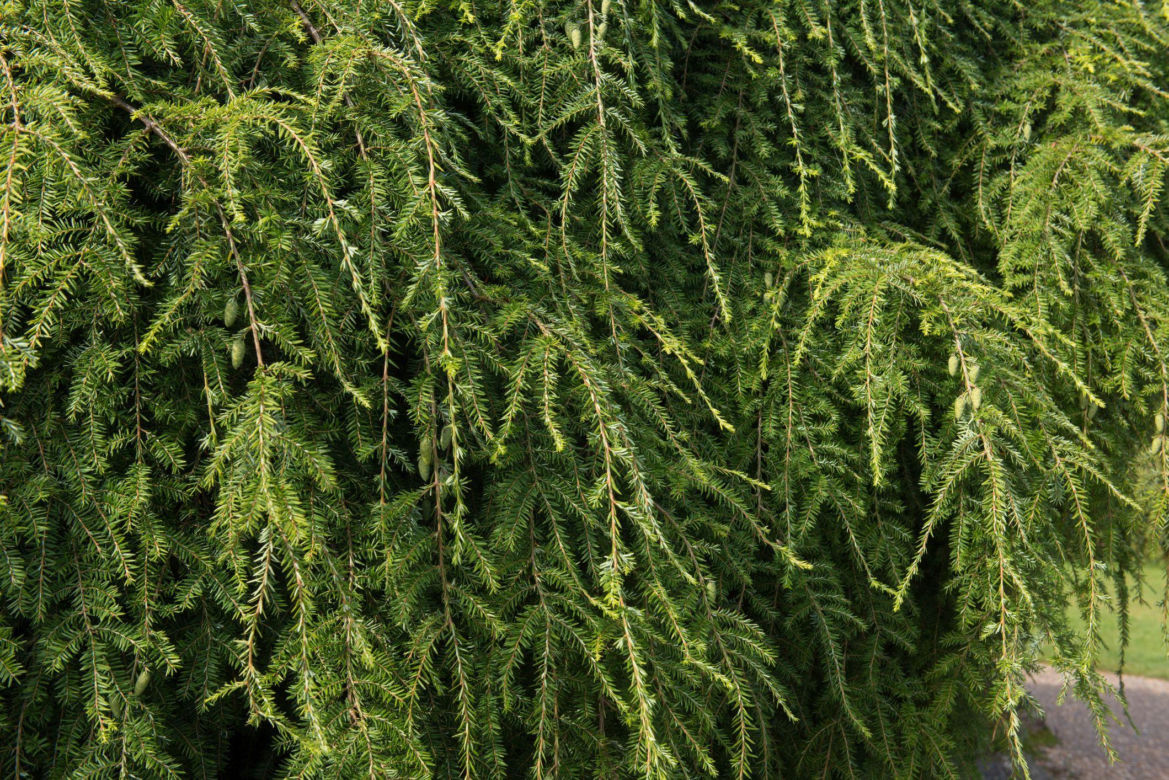 Choinka kanadyjska 'Pendula'