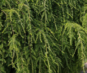 Choinka kanadyjska 'Pendula'