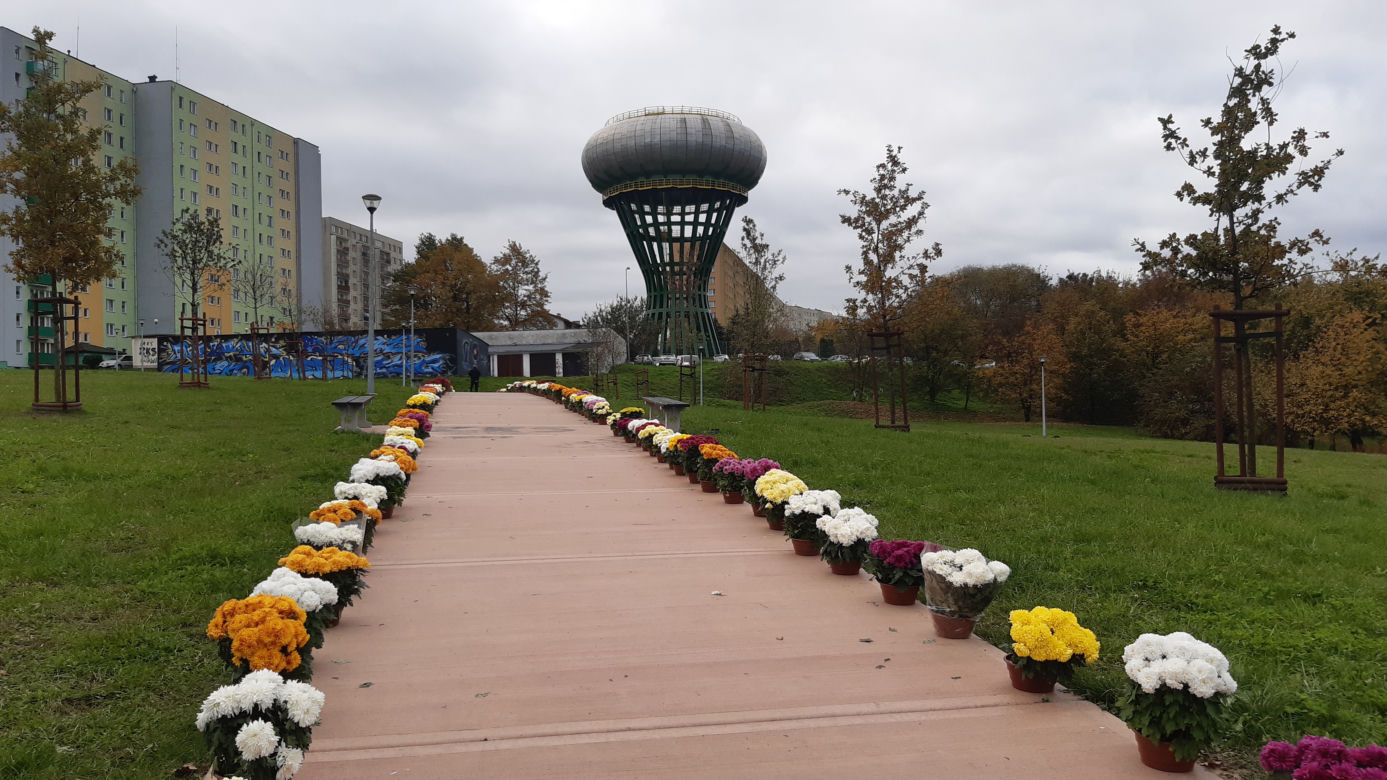 Dwa tysiące chryzantem ozdobiło park w Tarnowie