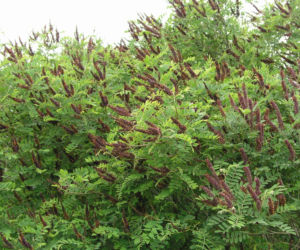 Amorfa krzewiasta (Amorpha fruticosa)