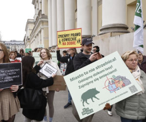 Warszawa. Protest w obronie dzików