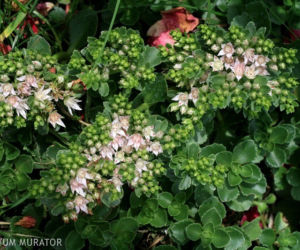 Rozchodnik kaukaski 'Roseum'