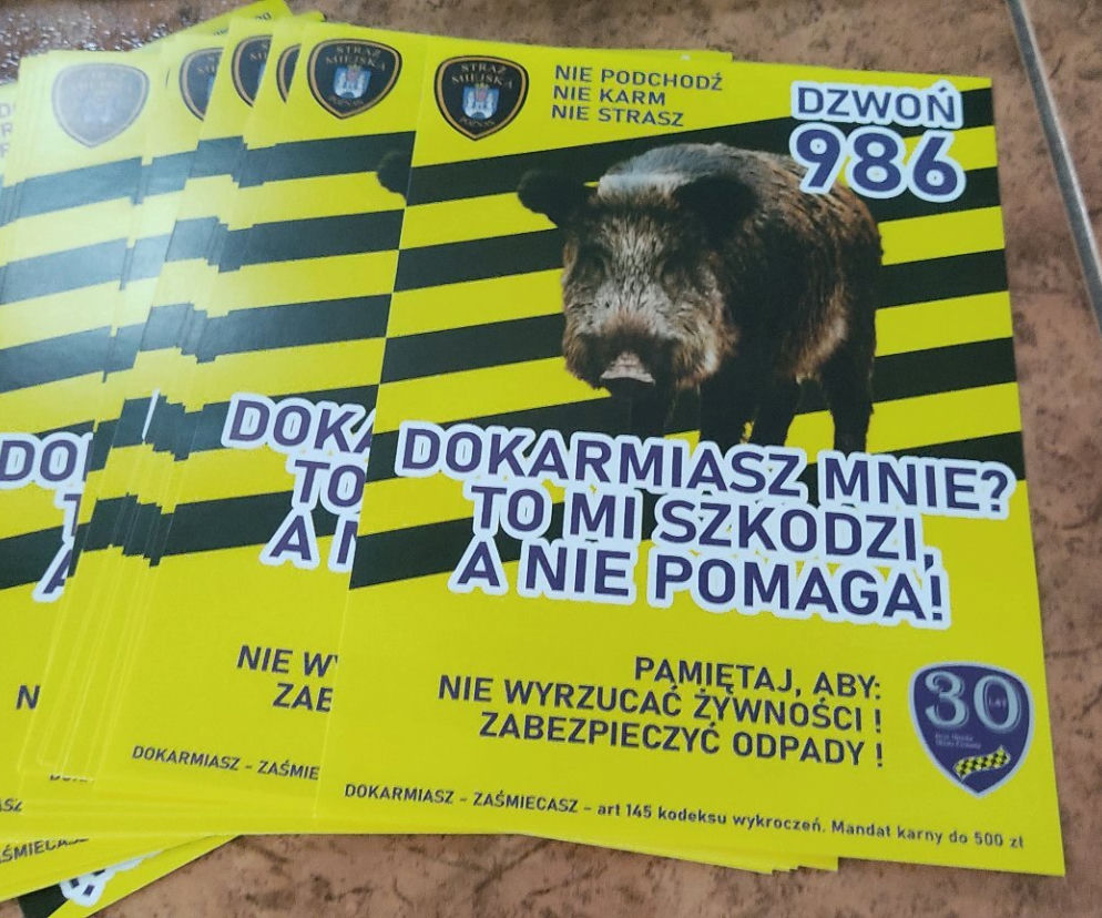 Straż Miejska apeluje: nie dokarmiajcie dzików! To im szkodzi!