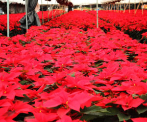 To nieodłączny symbol Bożego Narodzenia. Niewielu wie, że jest toksyczna