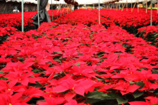 To nieodłączny symbol Bożego Narodzenia. Niewielu wie, że jest toksyczna