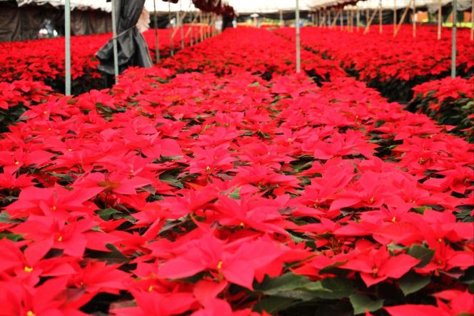 To nieodłączny symbol Bożego Narodzenia. Niewielu wie, że jest toksyczna