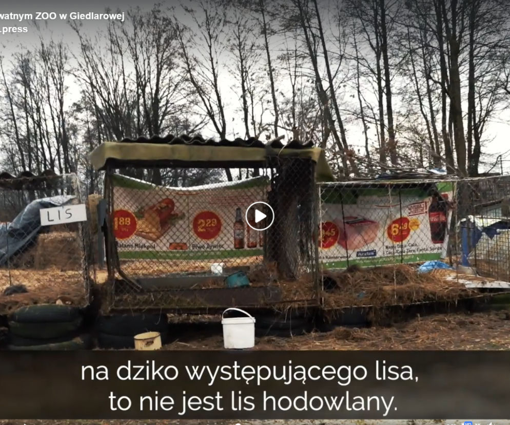 Szokujące warunki w mini ZOO w Giedlarowej. Lis pięć lat w klatce, psy toncące w odchodach