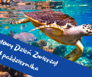 Światowy Dzień Zwierząt - zobacz najdziwniejsze zwierzęta świata! 