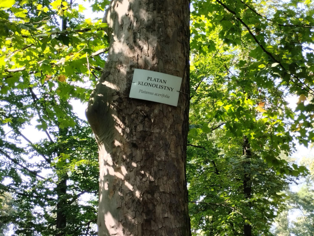 Pomniki przyrody w Parku Strzeleckim w Tarnowie