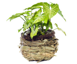 Syngonium