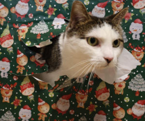 Wręczając prezent zyskamy wyjątkowy kalendarz. Świąteczna akcja w poznańskim schronisku