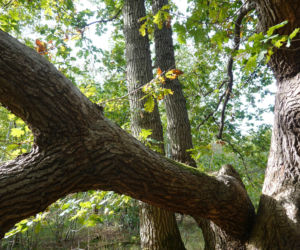 Cztery nowe rezerwaty przyrody w woj. lubelskim