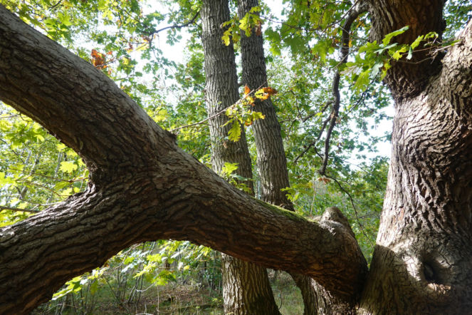 Cztery nowe rezerwaty przyrody w woj. lubelskim