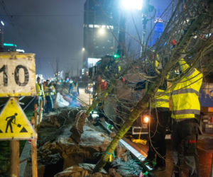 Nowe drzewa na ul. Marszałkowskiej w Warszawie