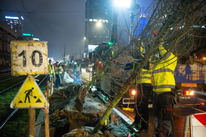 Nowe drzewa na ul. Marszałkowskiej w Warszawie
