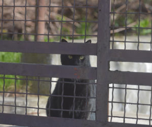 Koty Jarka nas terroryzują