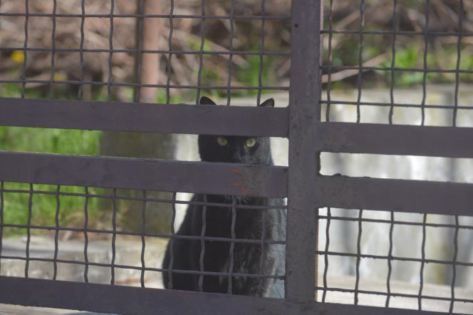 Koty Jarka nas terroryzują