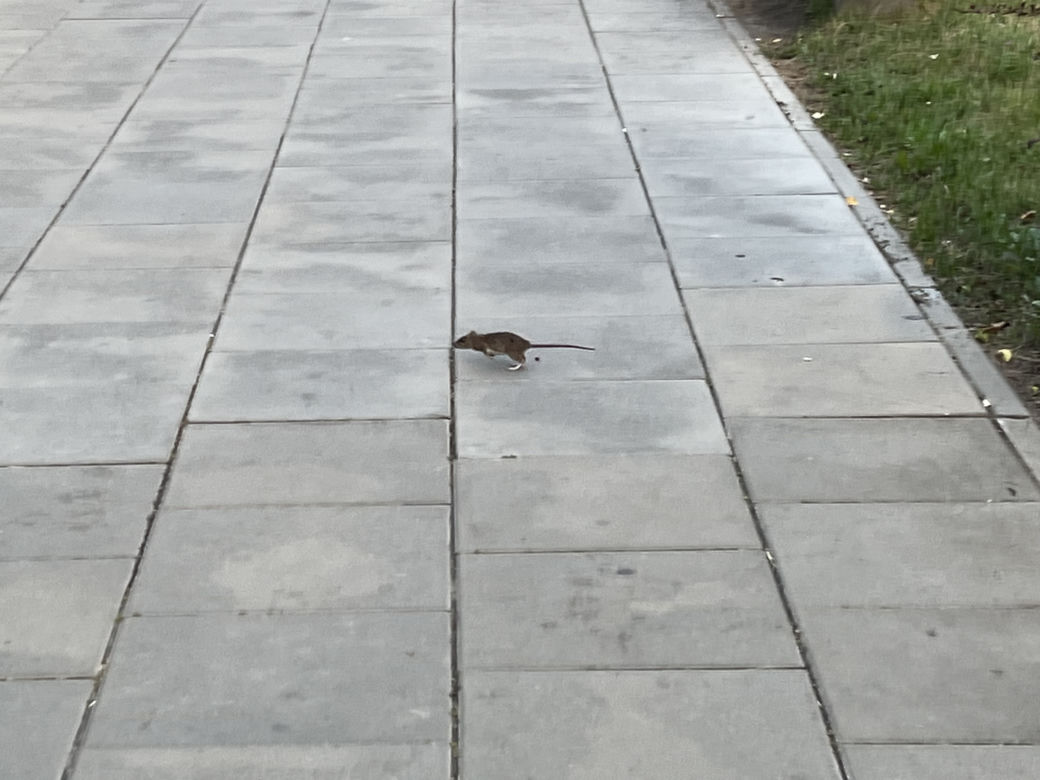 Szczury w Warszawie. Plaga gryzoni na Rondzie Wiatraczna