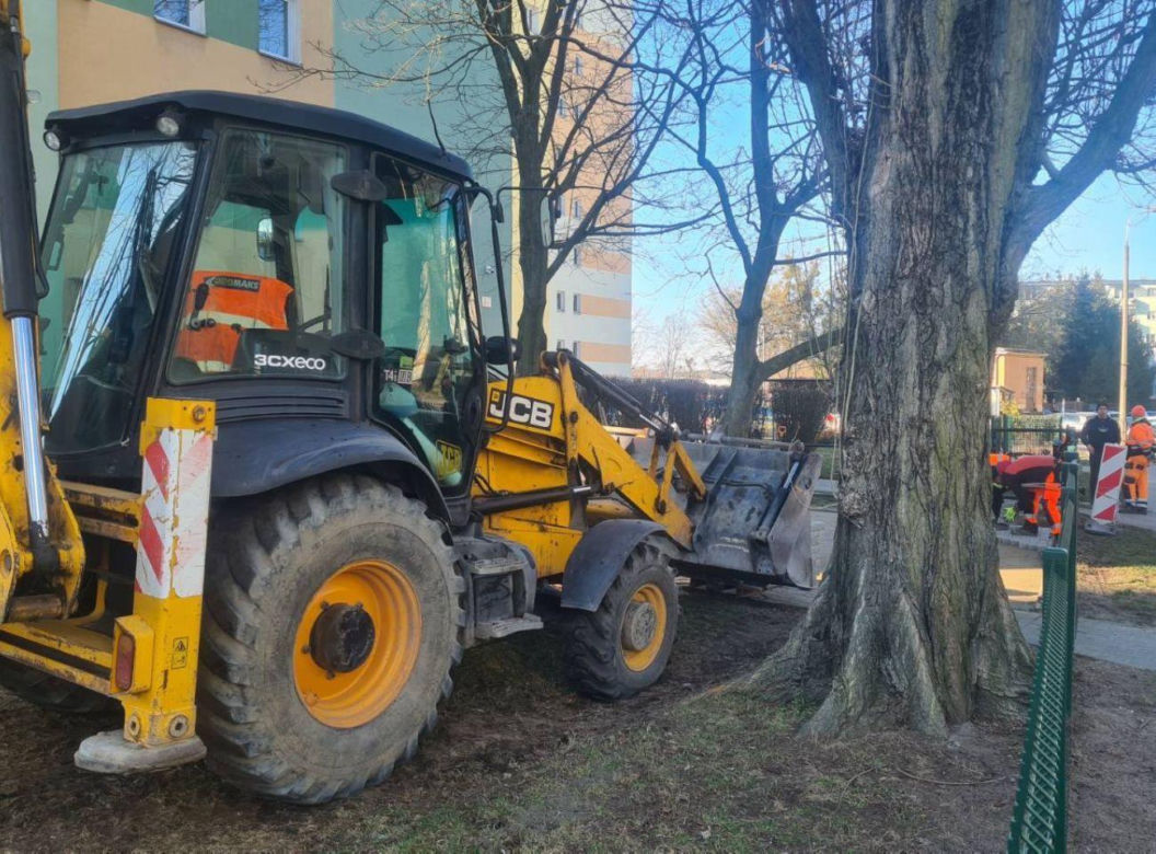 Ciężki sprzęt rozjeżdżał Bydgoskie Drzewo Roku. Społecznicy interweniują