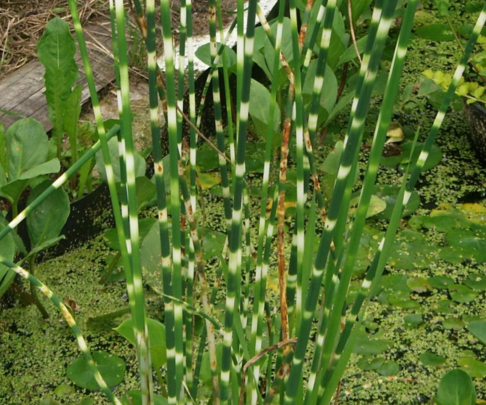 Oczeret tabernamontana 'Zebrinus'