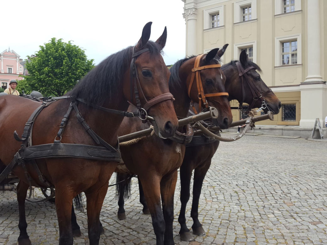 Przybyli ułani... świętować na Rynku w Lesznie