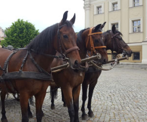 Przybyli ułani... świętować na Rynku w Lesznie