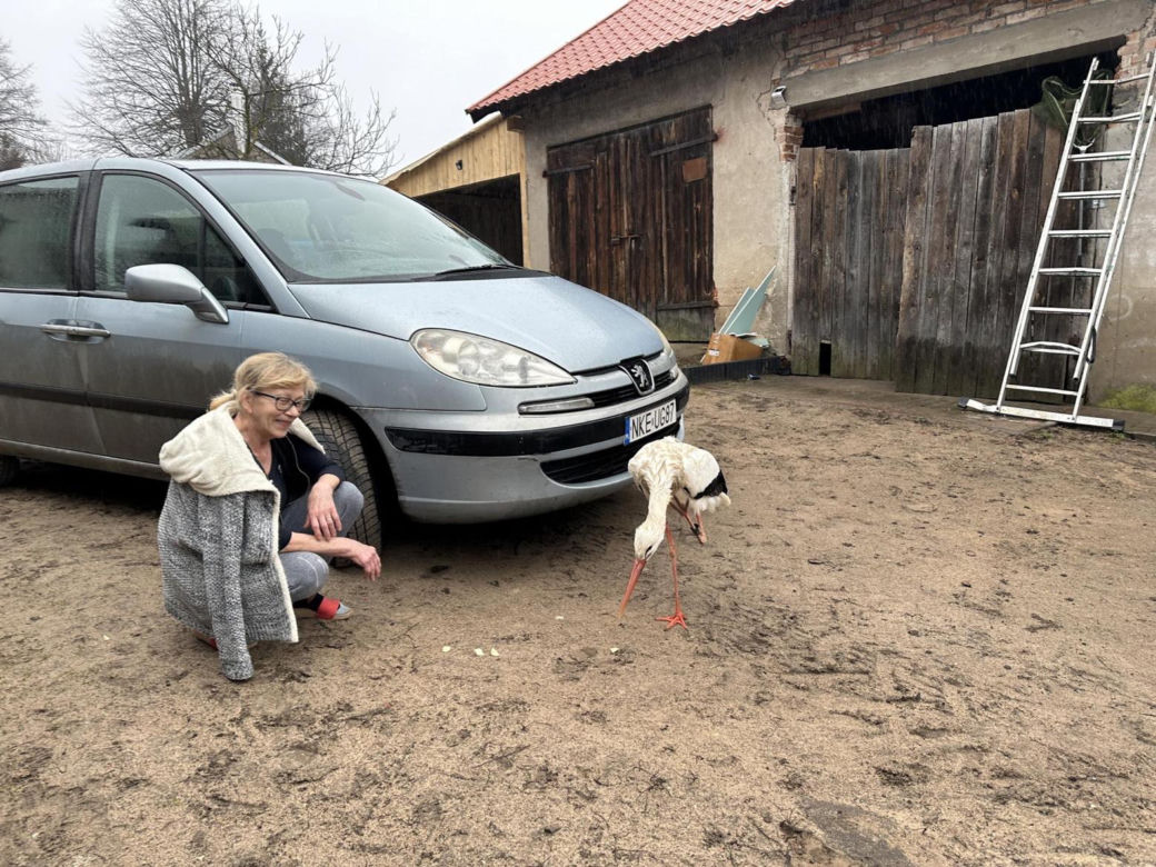 Bocian wrócił na ukochaną wieś. W Krutyni czekali na niego całą zimę