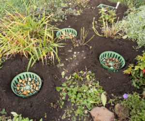 Sadzenie cebulek jesienią