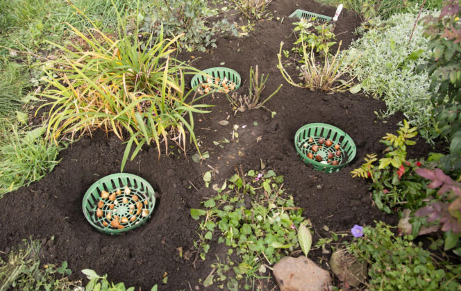 Sadzenie cebulek jesienią