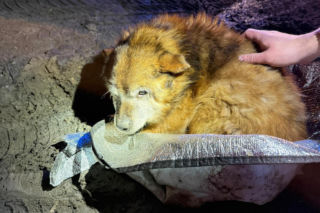 Ranny pies leżał na ulicy w Świdniku. Przerażająca teoria lokalnych mieszkańców