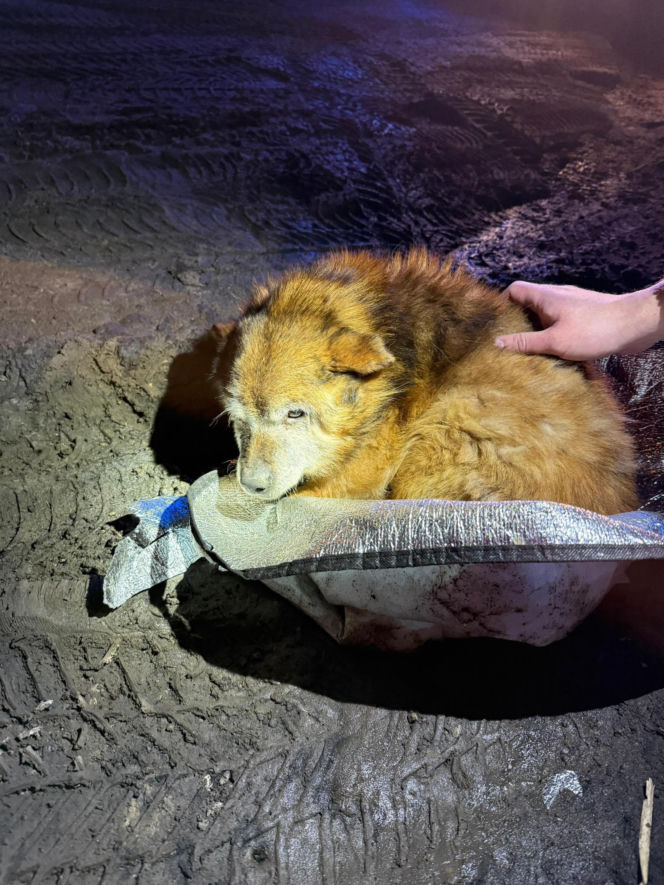 Ranny pies leżał na ulicy w Świdniku. Przerażająca teoria lokalnych mieszkańców