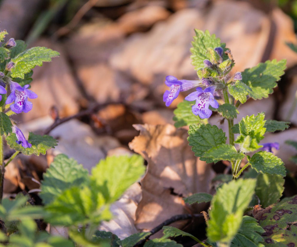 Rośnie przy drogach i w parkach. Polacy wyrywają go jak chwast, nie wiedząc czym jest