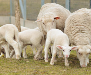 Nowe jagnięta w Zwierzętarni ZUT