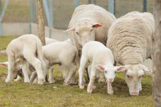 Nowe jagnięta w Zwierzętarni ZUT