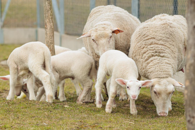 Nowe jagnięta w Zwierzętarni ZUT