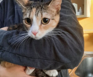 Te interwencje łódzkiego Animal Patrolu łamią serce...