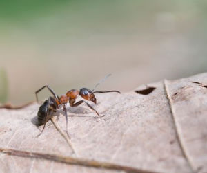 Formica rufa