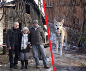 Max cudem uniknął śmierci w pożarze. To żaroodporny pies!