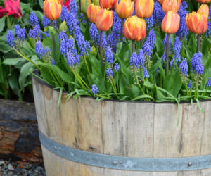 Tulipany w doniczkach