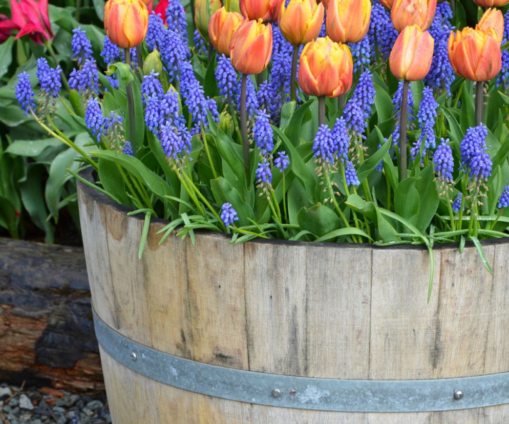 Tulipany w doniczkach