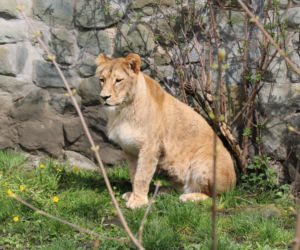 Śląski Ogród Zoologiczny ma nowego mieszkańca. To lwica Anoona. Jest pogodna i towarzyska [ZDJĘCIA]